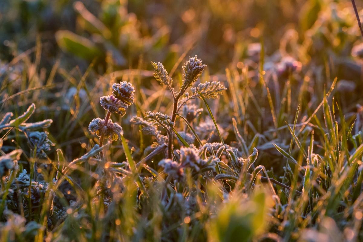 Ukraine is expecting frost this coming weekend / photo ua.depositphotos.com