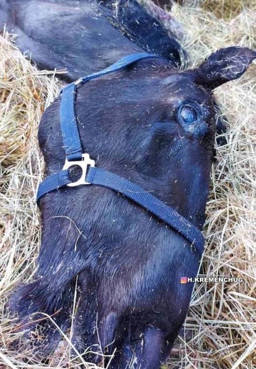 Морили голодом і не давали води: під Полтавою знайшли ледве живих коней Морили голодом і не давали води: під Полтавою знайшли ледве живих коней