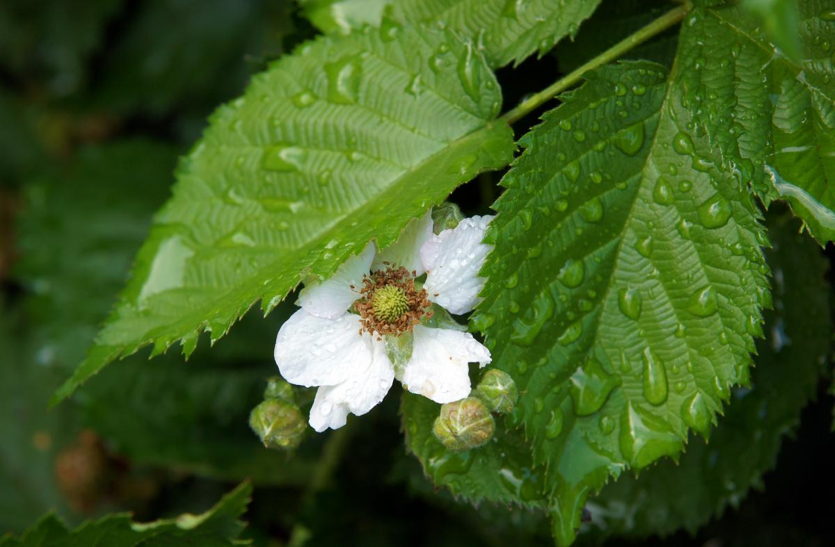 23 апреля в Украине будет тепло, однако кое-где ожидаются туманы и дожди / Фото ua.depositphotos.com