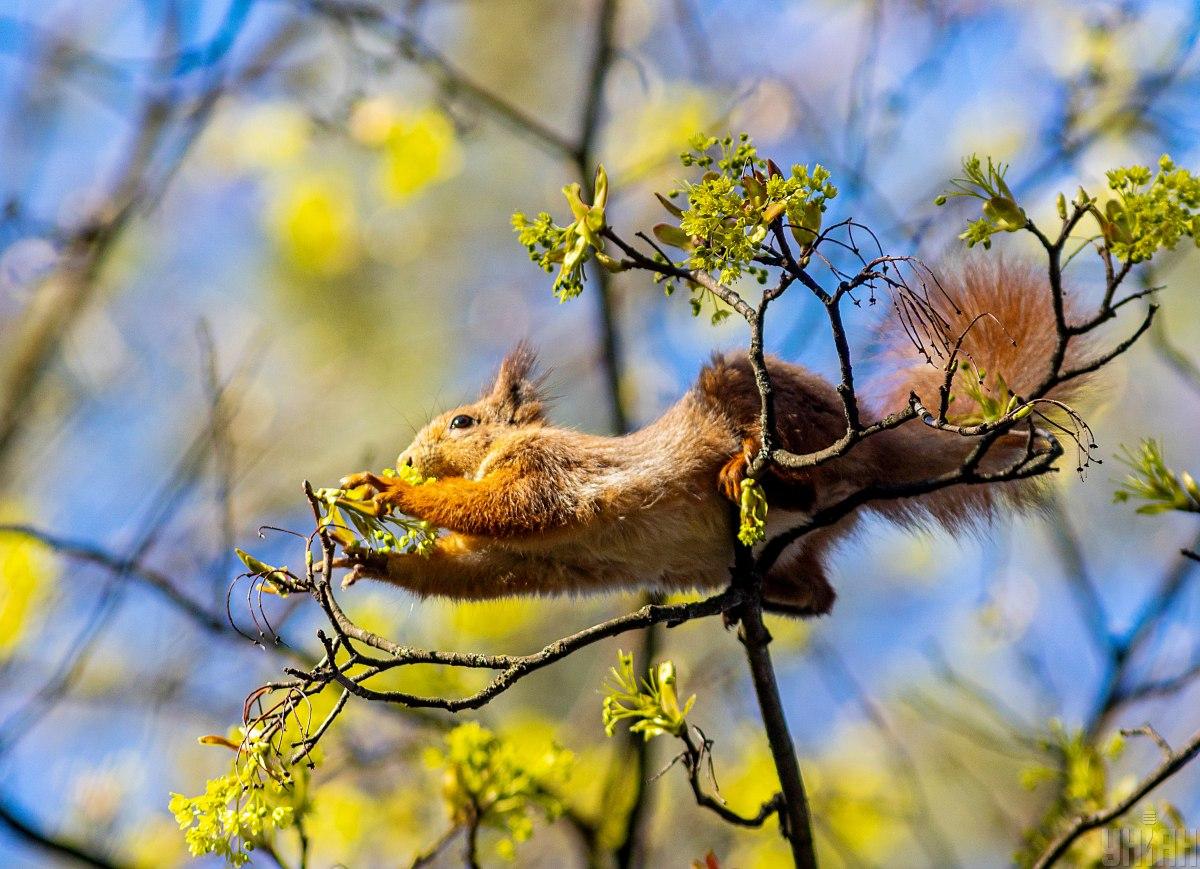 До кінця тижня Україну охопить потужне потепління / фото УНІАН