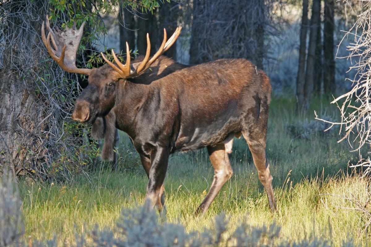 Лосі є надто великими тваринами, щоб їх можна було просто ігнорувати / ілюстративне фото ua.depositphotos.com Лосі є надто великими тваринами, щоб їх можна було просто ігнорувати / ілюстративне фото ua.depositphotos.com