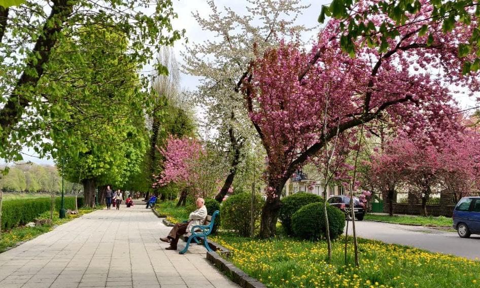 Наибольшее количество деревьев японской вишни высажено в Ужгороде / фото УНИАН Наибольшее количество деревьев японской вишни высажено в Ужгороде / фото УНИАН