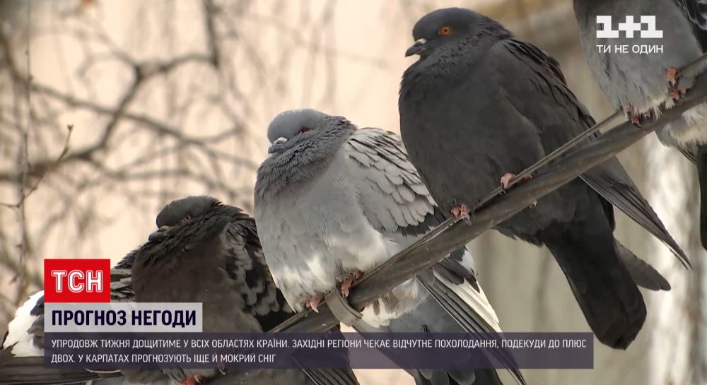 Ближайшие 7 дней апрель будет дождливым и прохладным