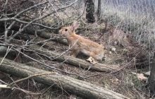На Полтавщині у дику природу випустили австралійських кроликів (фото)