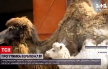 В николаевском зоопарке впервые показали новорожденного верблюда (видео)