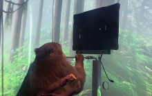Илон Маск показал обезьяну с вживленным мозг чипом, играющую в Pong силой мысли (видео)