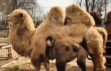 В Одесском зоопарке родился верблюжонок (фото)