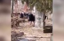 В Запорожской области домашние свиньи перерыли кладбище (видео)