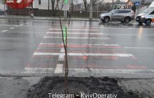 "Озеленение идет полным ходом: в Киеве высадили дерево на пешеходном переходе (фото)