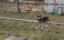 Российские оккупанты разграбляют Чернобыль: вывозят оргтехнику и спецодежду