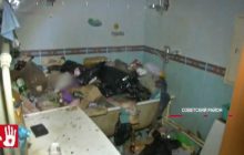 Россиянка оставила в квартире 40 кошек и ушла в запой: животные стали каннибалами (видео)