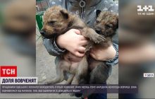 Отказалась мать: работники Одесского зоопарка взяли под опеку пятерых волчат