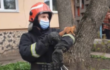 В Кропивницком спасатели освободили застрявшую в обшивке балкона белку (видео)