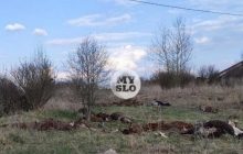 Загадочная гибель: в России в поле нашли 150 мертвых коров (фото)
