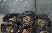 На Львовщине пограничники обнаружили в микроавтобусе, который направлялся в Польшу, почти 66 килограммов янтаря