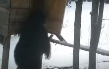 В Румынии медведь украл мешок кукурузы и попал на видео
