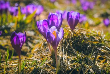 Київ нагрівся до квітневих температур: у столиці встановлено нові рекорди