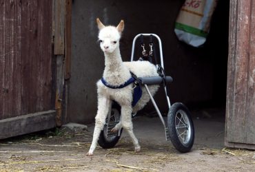 Little Alpaca who can "walk" again