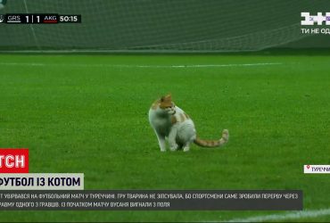 Кіт увірвався на футбольний матч у Туреччині