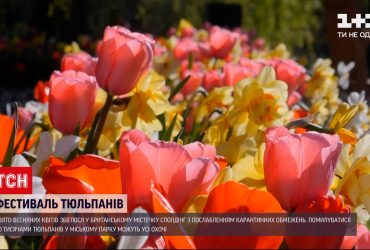 В Британии открытия знаменитого фестиваля тюльпанов совпало с ослаблением ограничений