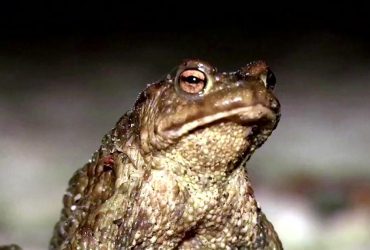 В Еквадорі новий вид жаб назвали на честь Led Zeppelin (фото)