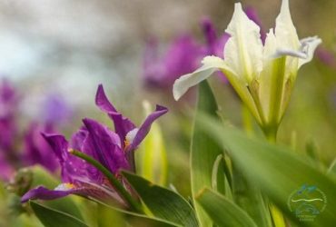Iris flowers blooming in Odesa region