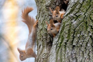 Синоптик розказала, яка погода буде в Україні на початку весни