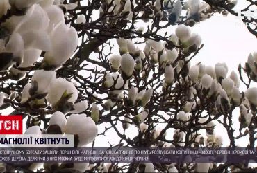 В столичном ботсаду расцвели первые магнолии