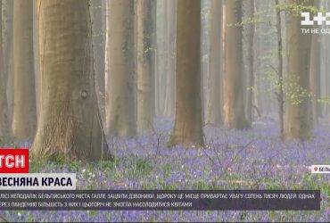 Лес неподалеку бельгийского города Галле укрыло голубым ковром