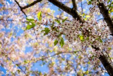 Станет ли теплее в Украине на следующей неделе: синоптик дала прогноз