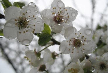 В Україну йдуть дощі: синоптик розказала, де та коли буде мокро