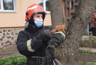 В Кропивницком спасатели освободили застрявшую в обшивке балкона белку (видео)