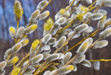 Вербное воскресенье 2022: дата, традиции, что можно и нельзя делать