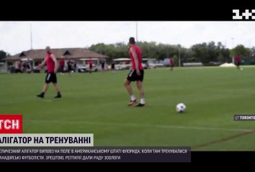 У США алігатор завадив тренуванню футболістів