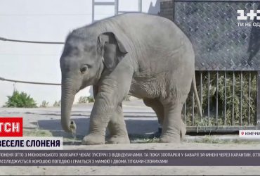 В мюнхенском зоопарке новорожденный слоненок ждет встречи с посетителями