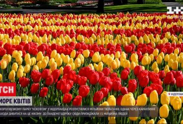 В Нидерландах знаменитые поля цветут без внимания посетителей