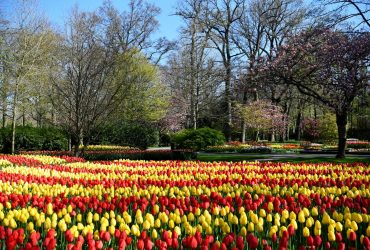 Keukenhof Tulip Gardens, Netherlands