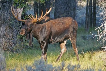 У США лось на два місяці заблокував популярний туристичний маршрут