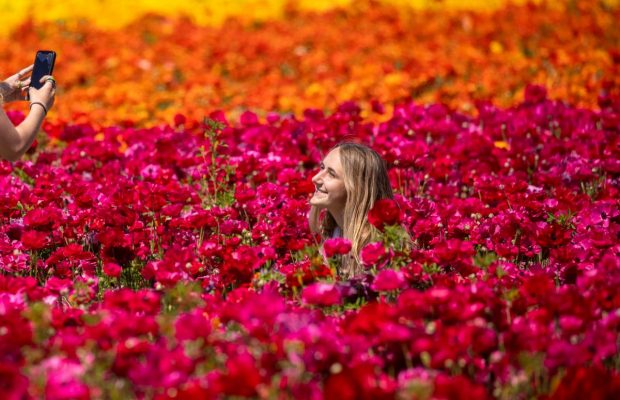 70 мільйонів жовтеців: у Каліфорнії розпустилися величезні квіткові поля (фото)