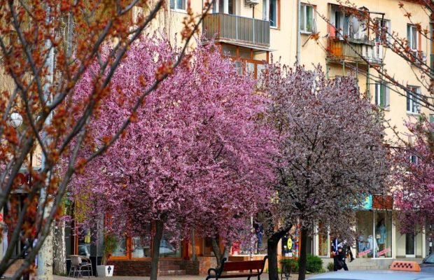 Туристическое Закарпатье. Соус чили с ноготками, пицца с улитками и реконструированные замки