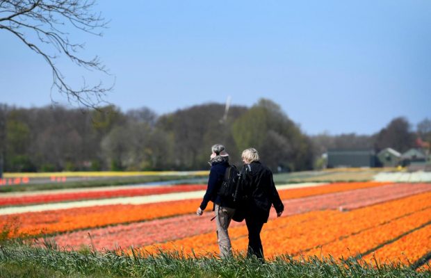 Миллионы цветов распустились в королевском парке в Нидерландах (фоторепортаж)