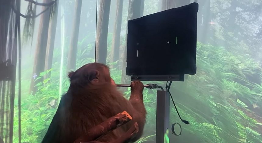 Илон Маск показал обезьяну с вживленным мозг чипом, играющую в Pong силой мысли (видео)