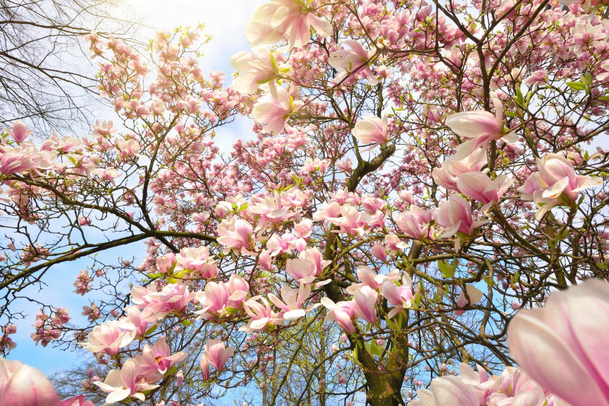 Весна в этом году придет по плану / Фото ua.depositphotos.com
