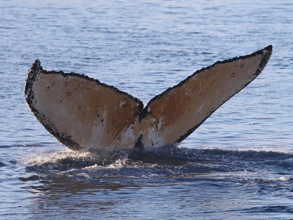 Полярникам удалось сфотографировать хвост одного из китов / фото Оксана Савенко