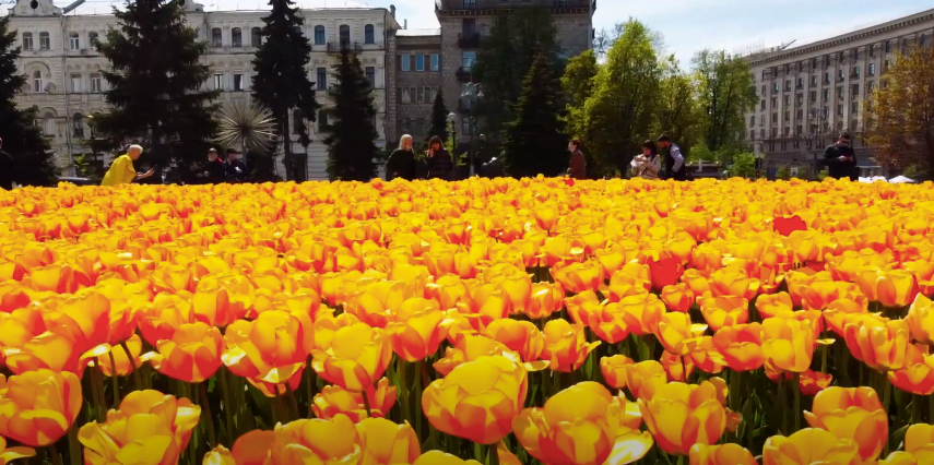 Тюльпани до столиці України привезли з Королівства Нідерланди / скріншот Тюльпани до столиці України привезли з Королівства Нідерланди / скріншот