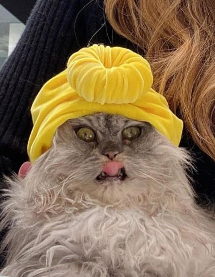 Кот Кейт Бекинсейл позировал в тюрбане / фото Кейт Бекинсейл, Instagram Кот Кейт Бекинсейл позировал в тюрбане / фото Кейт Бекинсейл, Instagram