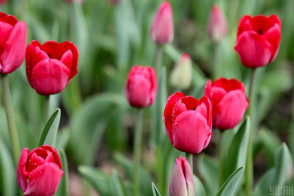 How to plant tulips in spring / photo UNIAN, Viktor Kovalchuk How to plant tulips in spring / photo UNIAN, Viktor Kovalchuk