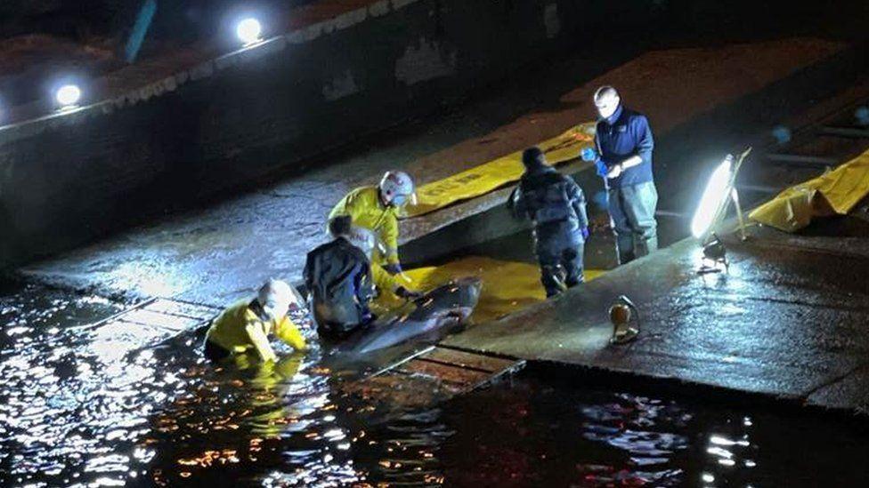 У Лондоні кит застряг у шлюзі / фото bbc.com У Лондоні кит застряг у шлюзі / фото bbc.com