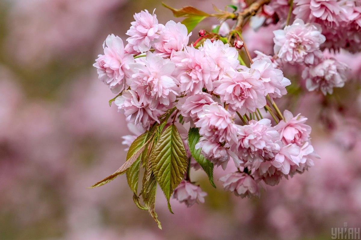 19 квітня в Києві буде тепло , але похмуро / фото УНІАН 19 квітня в Києві буде тепло , але похмуро / фото УНІАН