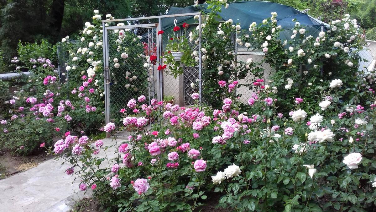 Одесский ботанический сад открыли для прогулок на два дня / фото facebook.com/oldgarden.onu Одесский ботанический сад открыли для прогулок на два дня / фото facebook.com/oldgarden.onu